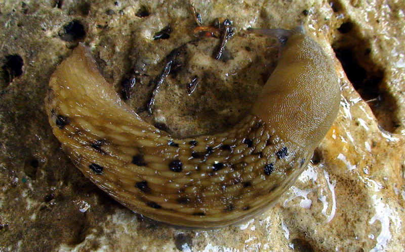 Limax grigio + Limax aldrovandi Moquin-Tandon 1855 degli Apuane